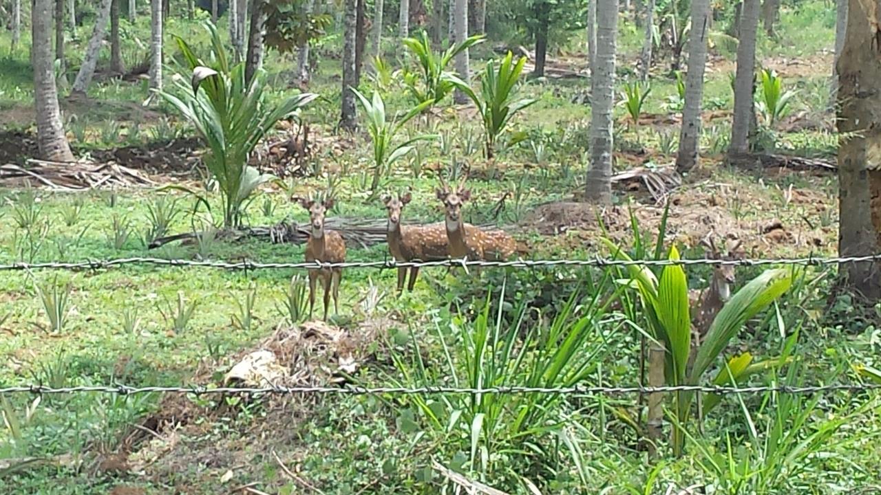 Mirigama Nature'S Hideout Holiday Home מראה חיצוני תמונה